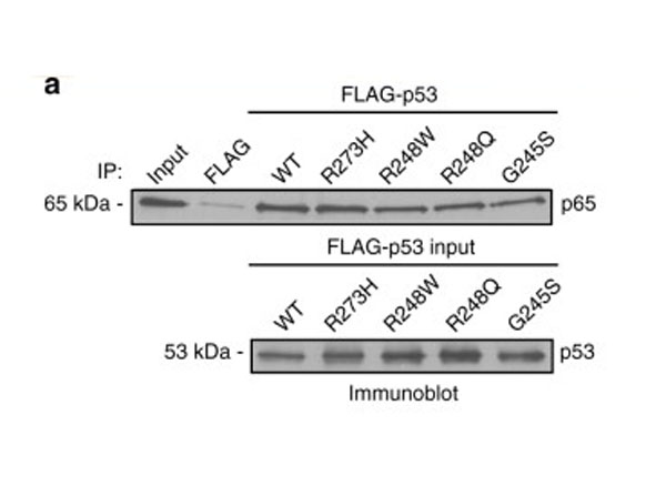 Immunoprecipitation using Protein A